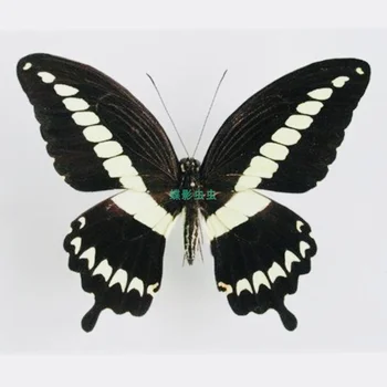 Papilio gigon liblikas isend kodu kaunistamiseks DIY käsitöö harrastus kogumine õpetamise, teadus-kodu kaunistamise tarvikud